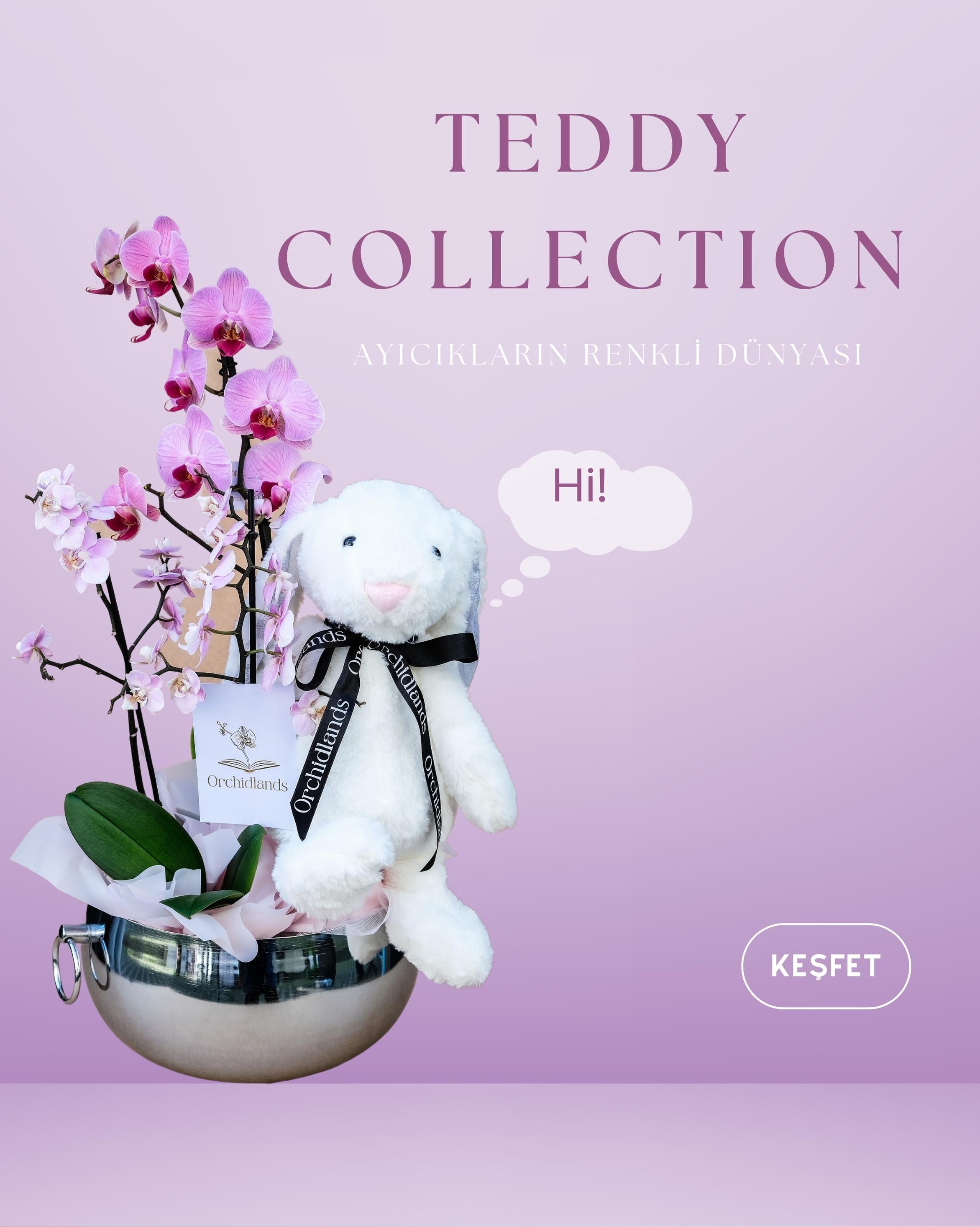 Teddy Koleksiyonu