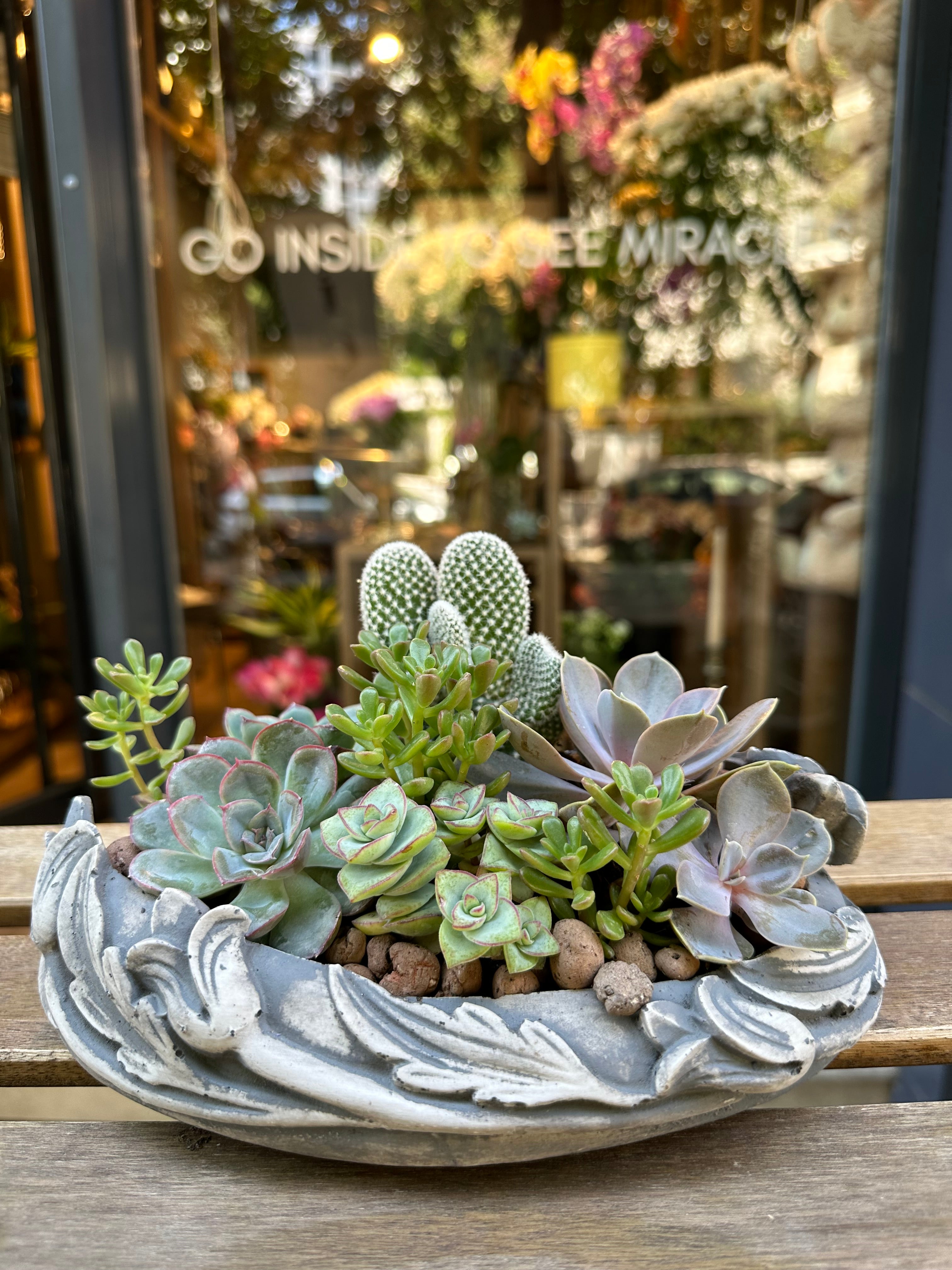 Succulent Arrangement