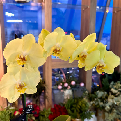 Sarı Orkide Tek Dal