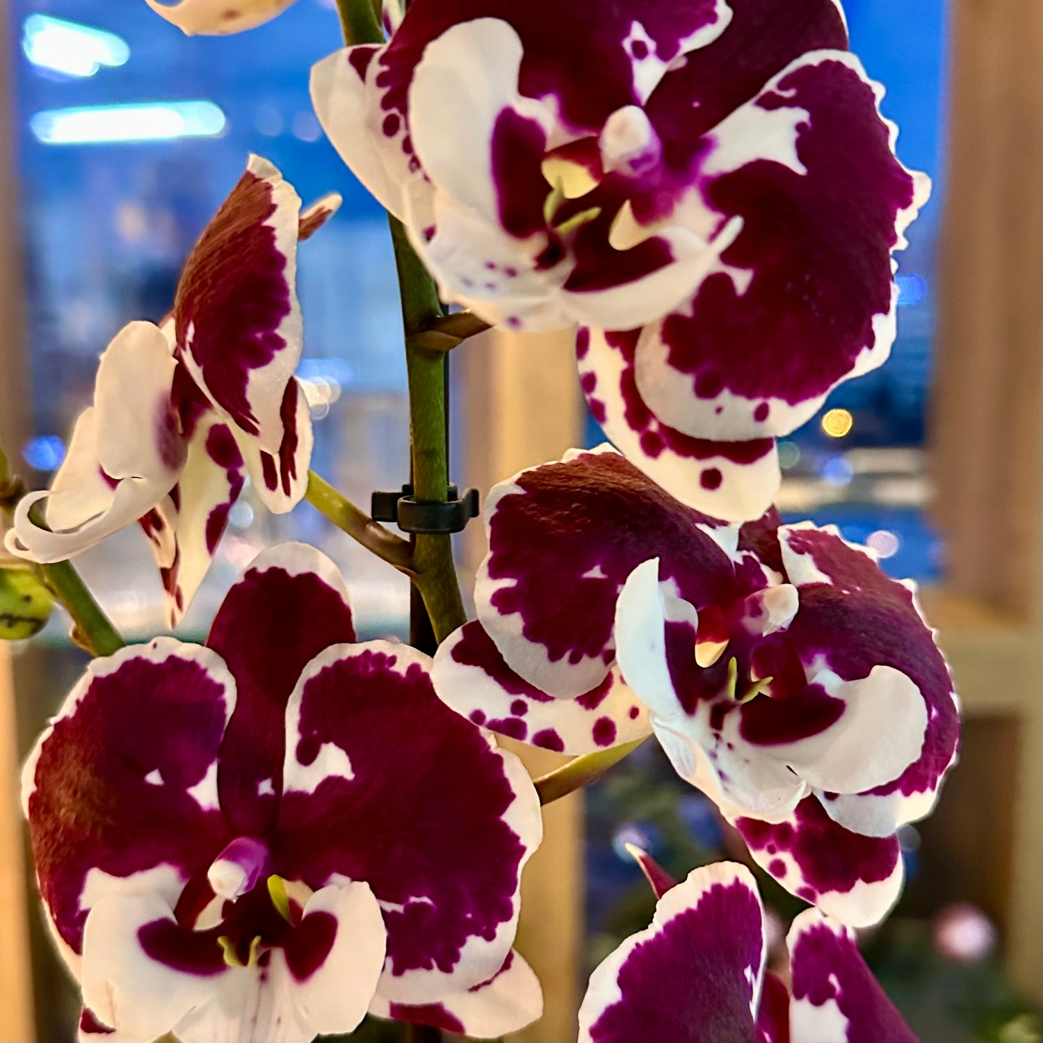 Kırçıllı Orkide Tek Dal