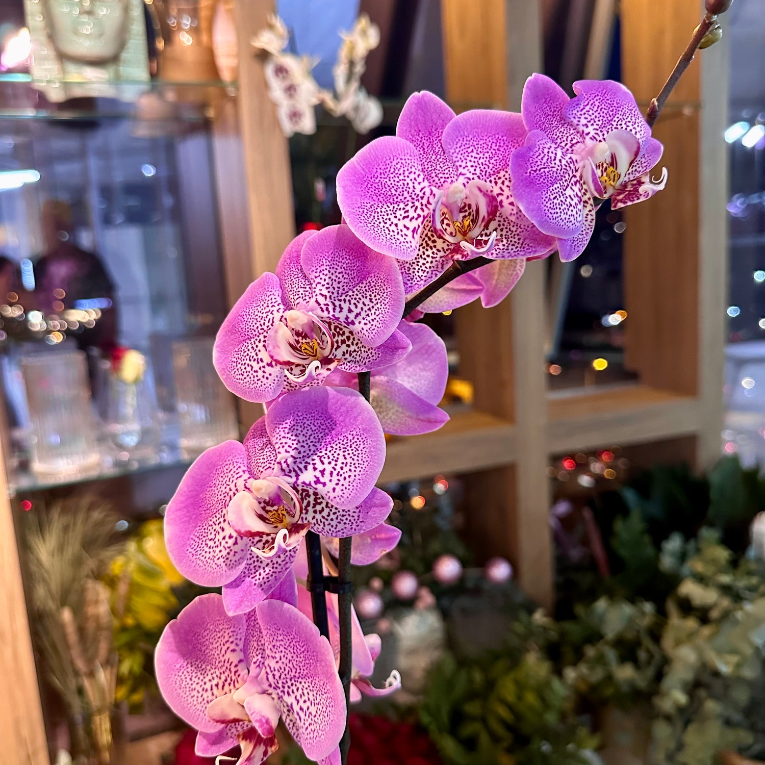 Pembe Orkide Tek Dal