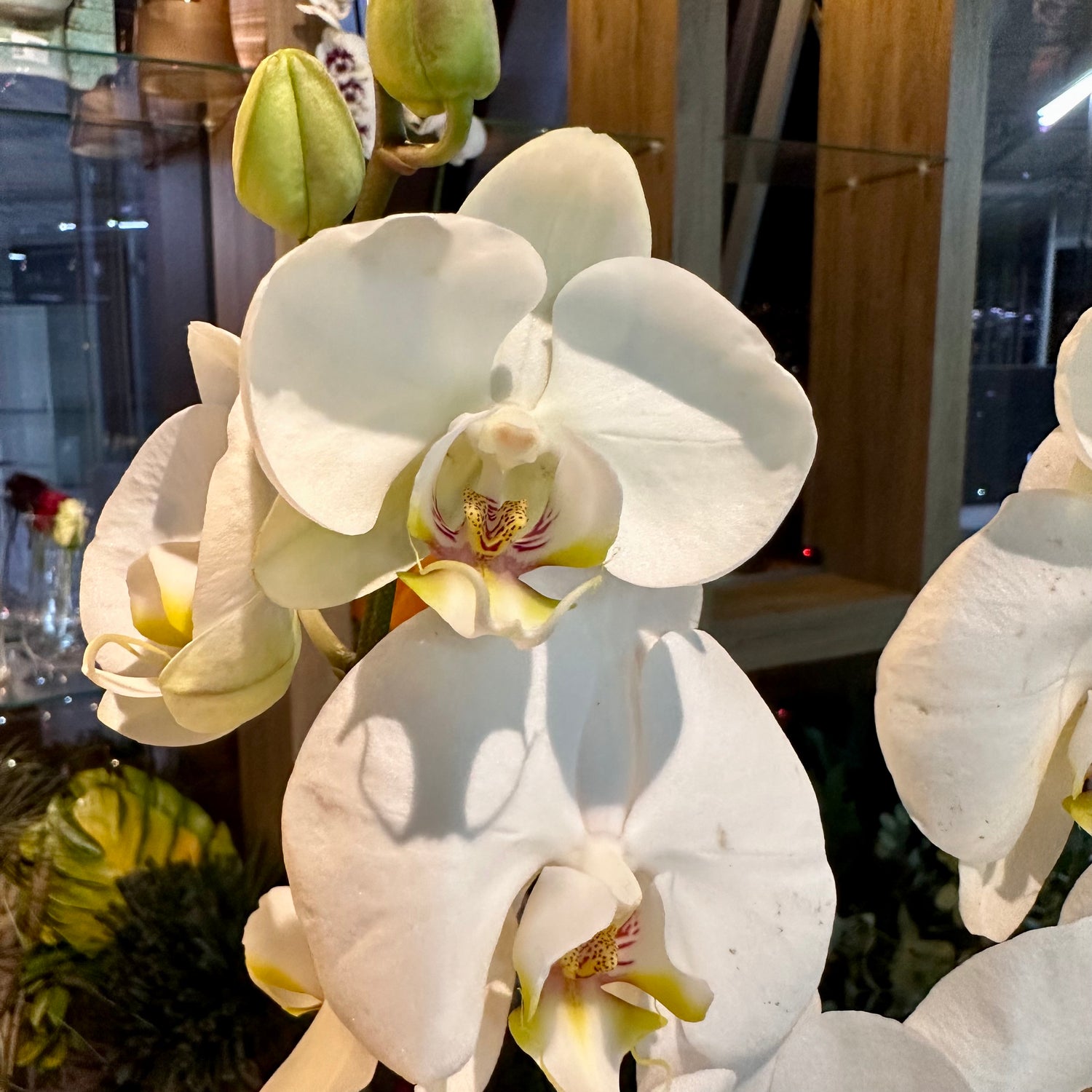 Beyaz Orkide Çift Dal