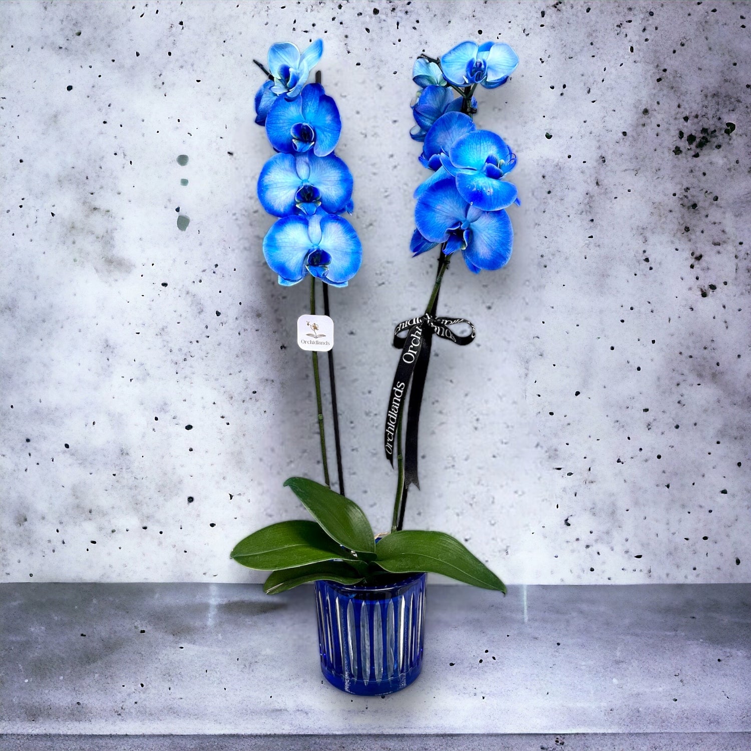 Mavi Orkide Çift Dal