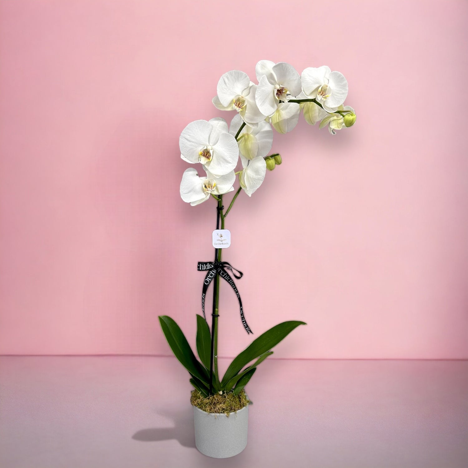Beyaz Orkide Tek Dal