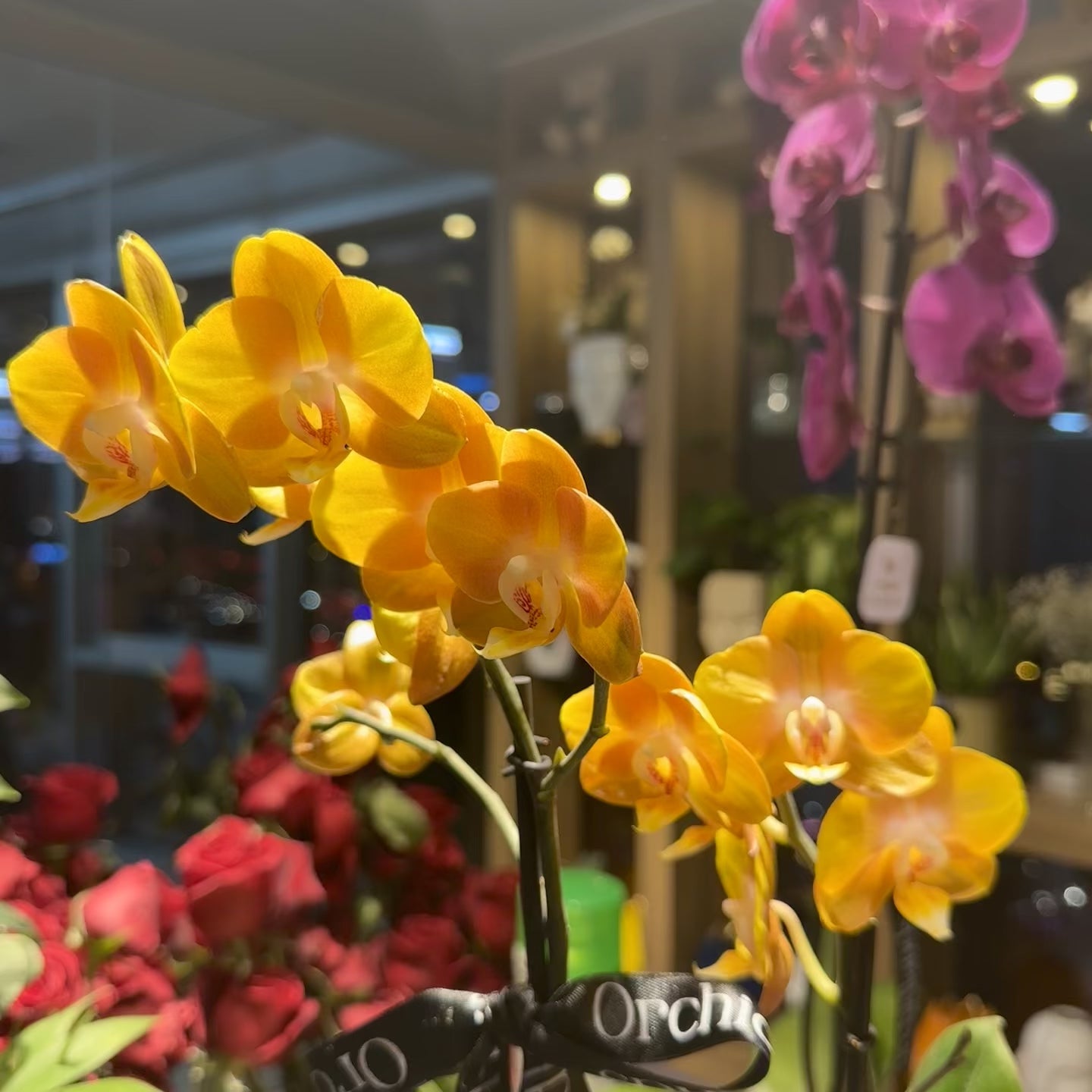 Altın Sarısı Midi Orkide Çift Dal