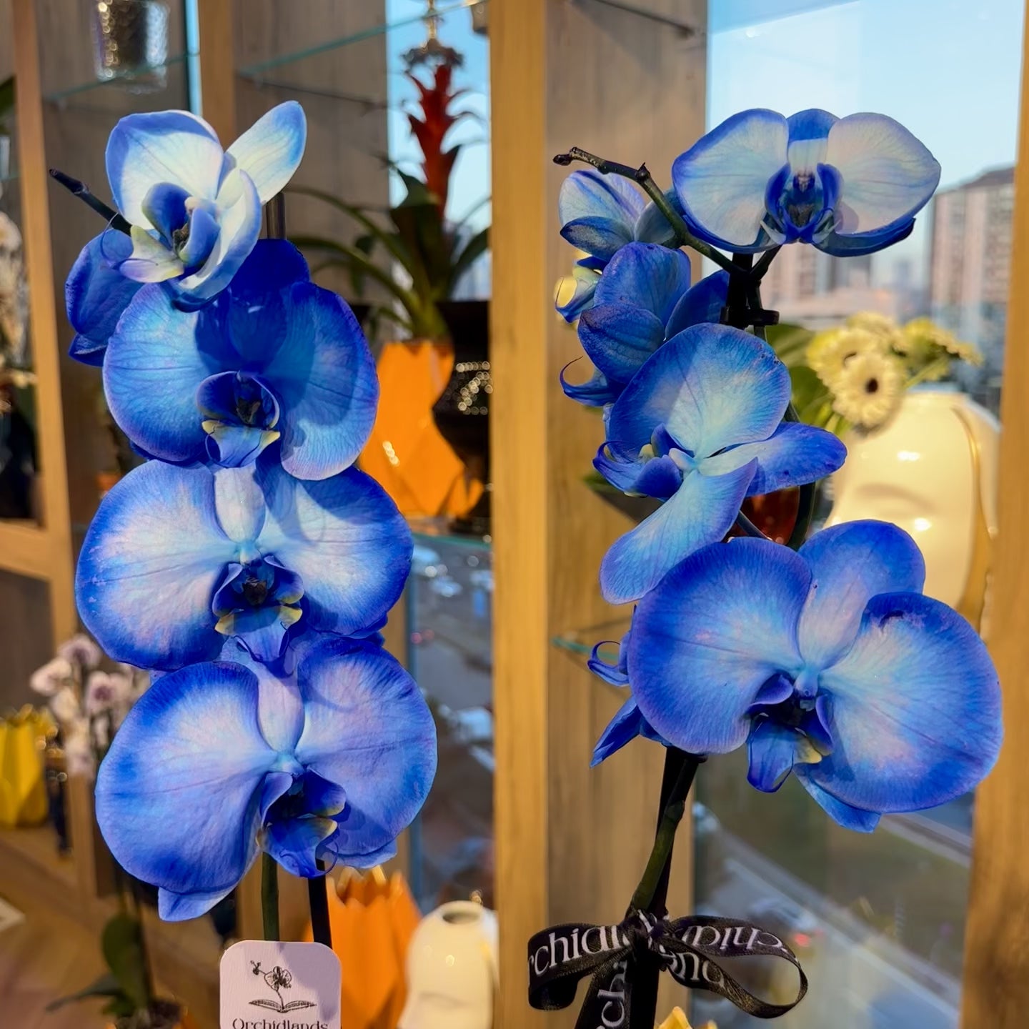 Mavi Orkide Çift Dal