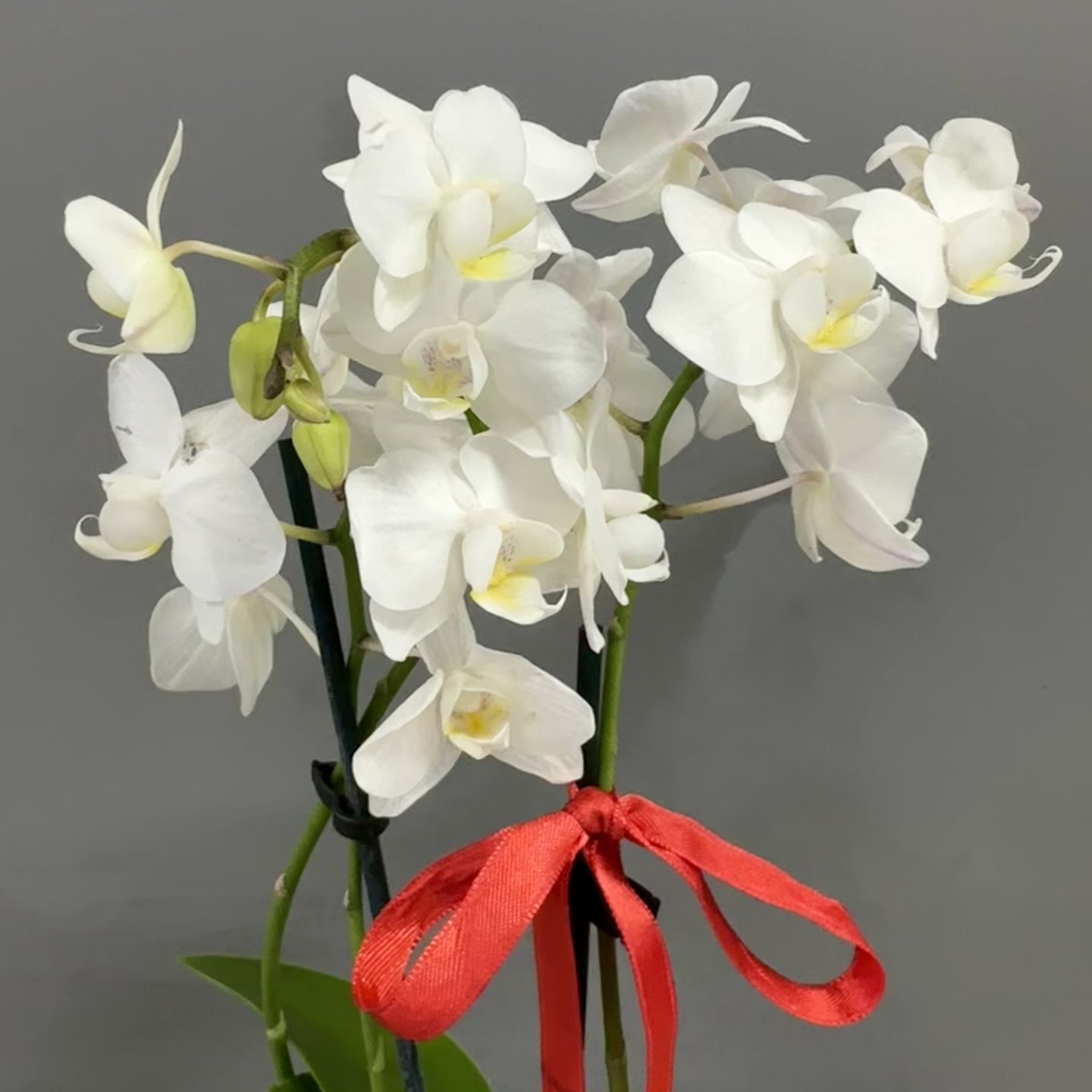 Mini Orchid